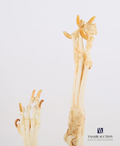 null Set of two dog's paws (Canis lupus familiaris, not regulated) in osteological...
