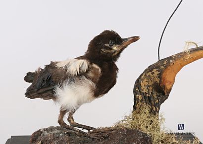 null Magpie (Pica pica, not regulated) and its chick on a plant base

(small accidents)

Height...