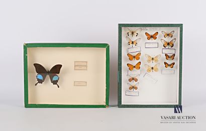 null Set of two frames containing respectively thirteen butterflies of the family...