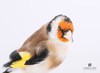 null Branched goldfinch (Fringillidae carduelis) wearing a ring numbered 9NLO153BEC2.717

(element...