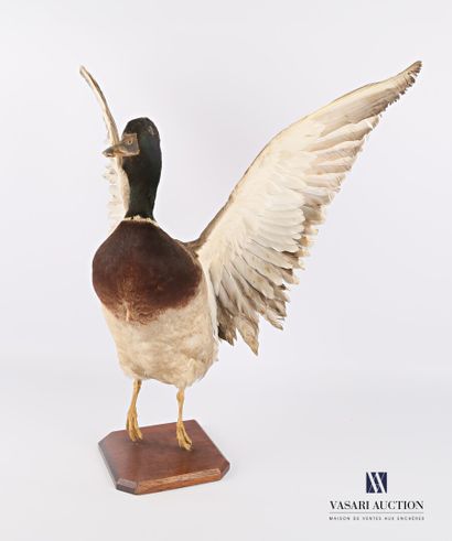 null Mallard (Anas platyrhynchos, not regulated) presented in flight on a wooden...