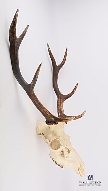null Skull of an elaphe deer (Cervus elaphus, not regulated) with eight regular horns.

Height...