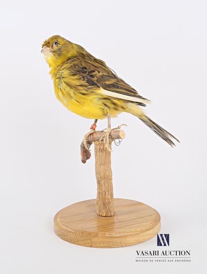 null Canary taxidermy (Serinus Canaria domesticus) with a ring numbered NLO 001BEC2.716

Height...