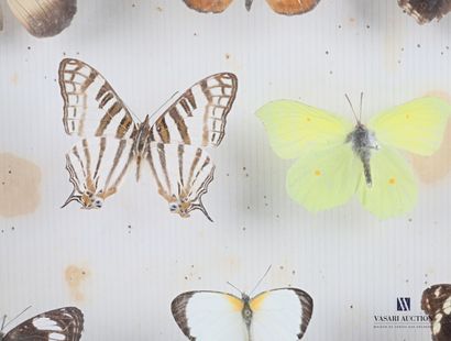 null Boîte entomologique vitrée contenant dix-huit papillons en présentation muséum

(tâches,...