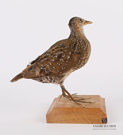 null Spotted Crake (Porzana porzana, not regulated) on a wooden base, specimen collected...