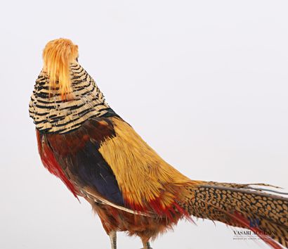 null Pair of golden pheasants (Chrysolophus pictus, not regulated)

Height : 31 cm...