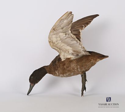 null 
Flying duck (Anas sp. ??, pre-regulation) on a wooden base.




Height : 32...