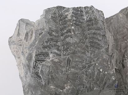 null Pair of fern fossils

Height : 20 cm 20 cm - Width : 23 cm