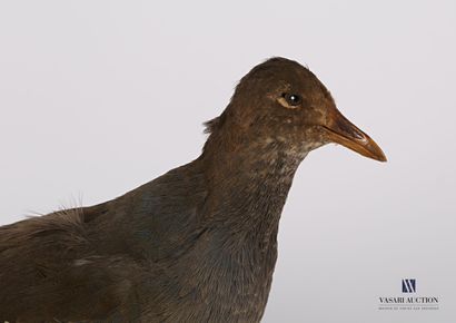 null 
Water rail (Rallus Aquaticus, pre-regulation) on wooden base 




Height :...