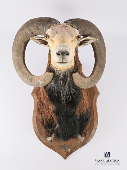 null Taxidermy study cut of a bighorn sheep head in a cape (Ovis orientalis musimon,...