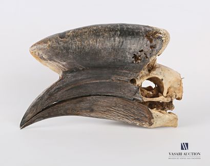 null Complete skull of black-capped hornbill (Ceratogymna atrata, not regulated)...