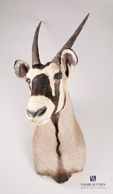 null Tête en cape d'oryx (Oryx gazella, non réglementé)

Haut. : 123 cm - Larg. :...