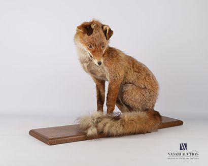 null Renard assis (Vulpes vulpes, non réglementé) sur socle en bois

Haut. : 46 cm...