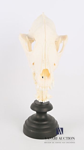 null Complete skull of a dog (Canis lupus familiaris, not regulated) presented with...