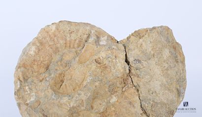 null Large ammonite, (Ammonoidea, not regulated)

(cracks and restorations)

Height...