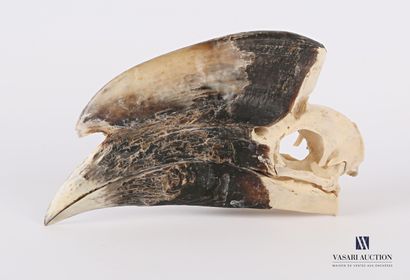 null Complete skull of white-thighed hornbill (Bycanistes albotibialis , not reg...
