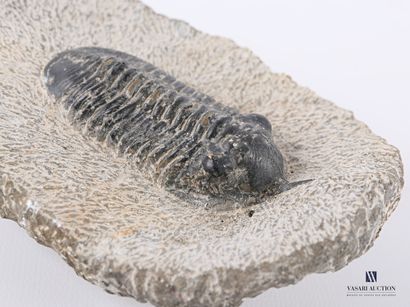 null Fossil of trilobite (Trilobitea spp.) in its gangue

(cracked, glued back together)

Height...