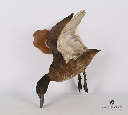 null 
Flying duck (Anas sp. ??, pre-regulation) on a wooden base.




Height : 32...
