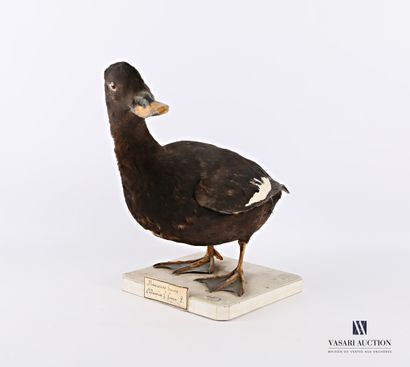 null Taxidermy of a female common scoter (Melanitta fusca) on a wooden base 

Height...