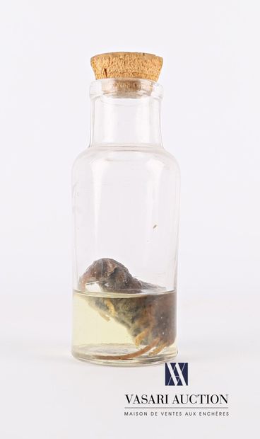 null Shrew (Sorex araneus, not regulated) in wet storage (70° alcohol) in a jar

Height...