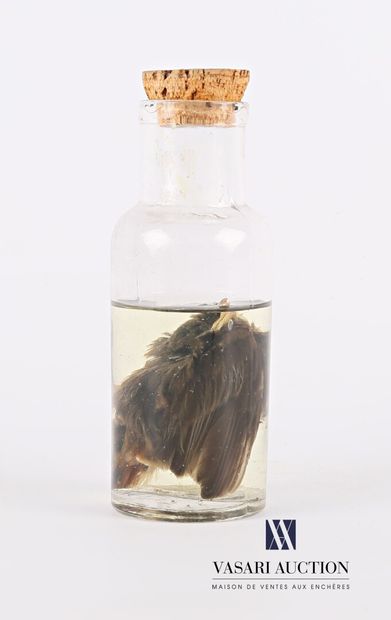 null Starling chick (Sturnus vulgaris, unregulated) in wet storage (70° alcohol)...