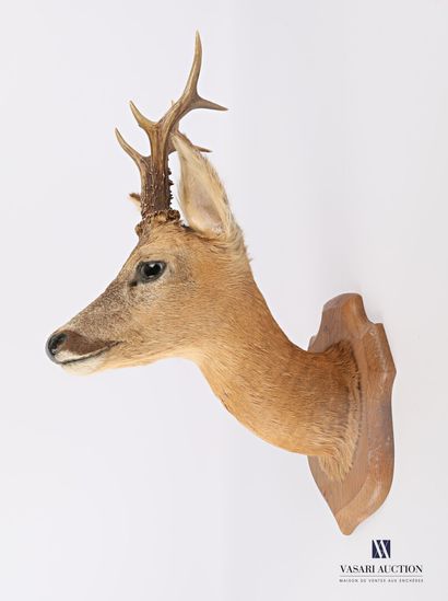 null Male deer head with six points (Capreolus capreolus, not regulated) on a wooden...
