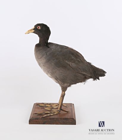 null Coot (Fulica atra, not regulated) on a wooden base

Specimen collected in the...