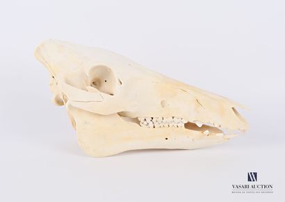 null Crâne de sanglier (Sus Scrofa, non réglementé), mandibule inférieure amovible

(restaurations,...