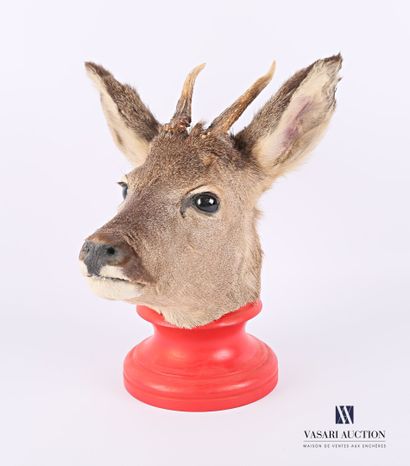 null Male deer head (Capreolus capreolus, not regulated) on a red tinted turned wood...