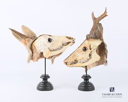 null Pair of skulls of a pair of roe deer (Capreolus capreolus, not regulated) standing...