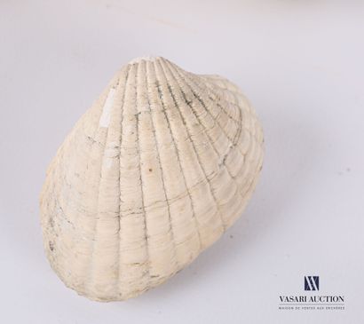 null Set of eight fossilized shells (Alectriomia, Ostrea crassissima, Parkinsonias,...