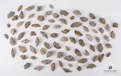 null Set of eighty fossils.

Length : from 3,5 to 9 cm