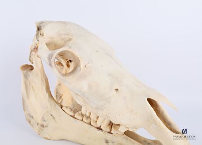 null Zebra skull (Equus quagga bohemi, not regulated), complete with mandible

Height...