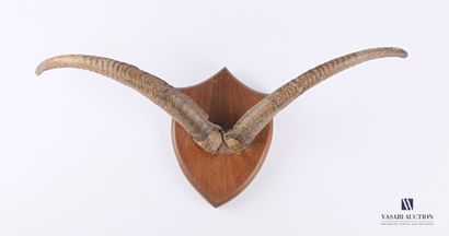 null Pair of goat horns (Capra hircus, not regulated) on a wooden escutcheon.

Height...