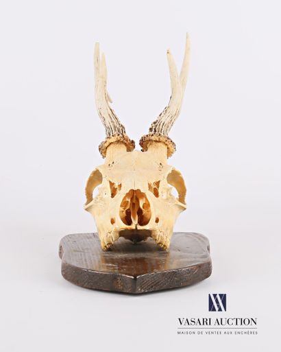 null Male deer skull (Capreolus capreolus, not regulated) with five points on a wooden...