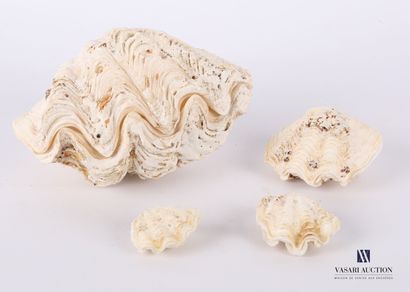 null 
Set of four clams (Tridacna gigas, Cites Appendix II/B)




Length : from 3...