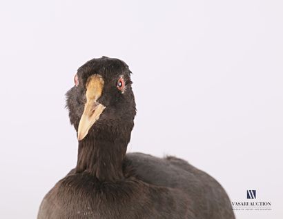 null Coot (Fulica atra, not regulated) on a wooden base

Specimen collected in the...
