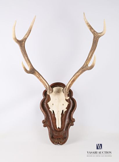 null Massacre of elaphe deer (Cervus elaphus, unregulated) with eight regular horns...