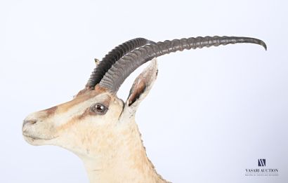 null Grant's gazelle trophy (Gazella Grantii, not regulated), in cloak, H. 90 cm,...