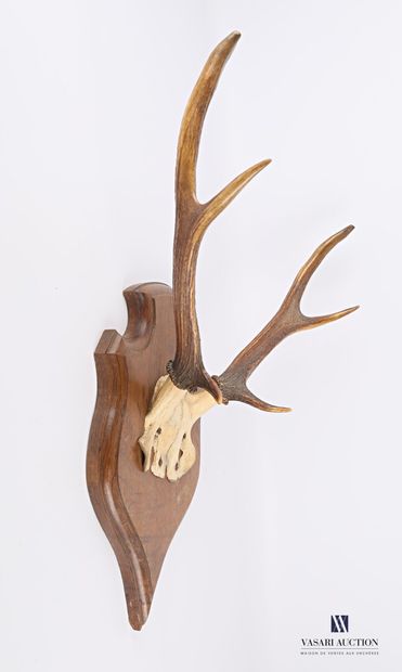 null Elaphe deer (Cervus elaphus, unregulated) forehead with six regular horns on...