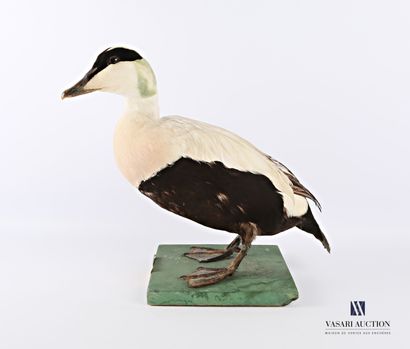 null Taxidermy of a male common eider (Somateria mollissima) on a wooden base

The...