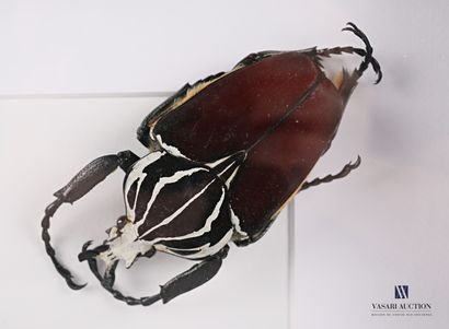 null Glass frame containing two goliaths (Goliathus goliatus, not regulated)

25...