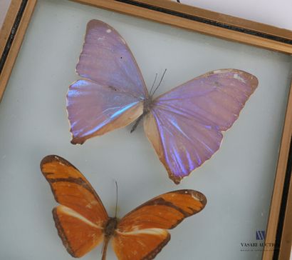 null Set of three rectangular frames each containing three butterflies.

19,5 x 14,5...