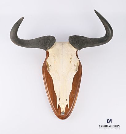 null Massacre of blue wildebeest (Conochaetes taurinus, not regulated) on escutcheon.

Height...