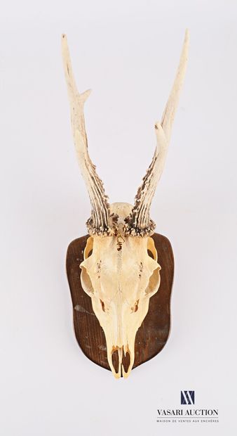 null Male deer skull (Capreolus capreolus, not regulated) with five points on a wooden...
