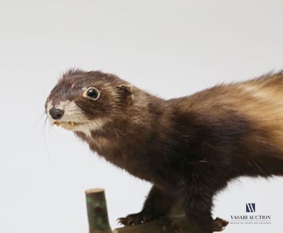 null 
Polecat (Mustela putorius, pre-regulation) on a naturalized base, dated 1958.




Height...