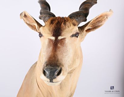 null Derby eland (Taurotragus derbianus, not regulated)

Height : 150 cm 150 cm -...