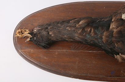 null 
Capercaillie (Tetrao urogallus, pre-regulation) presented as a still life on...