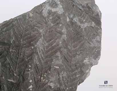 null Paire de fossiles de fougères

Haut. : 20 cm - Larg. : 23 cm