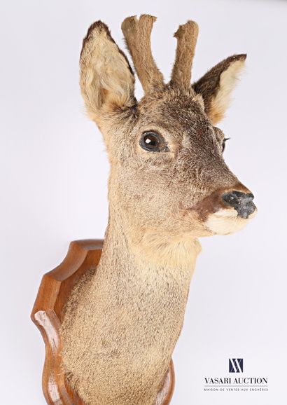 null Gun stand made of six deer legs, it is surmounted by a cape head of deer (Capreolus...